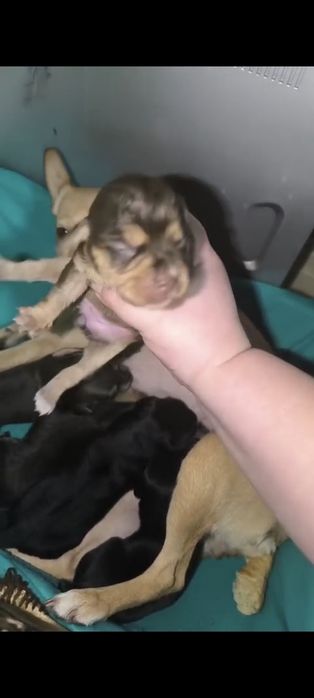 Отдам щенков помесь