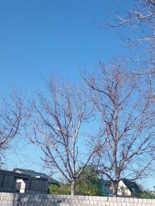 Енгок дарахт 4 туп 30 йиллик