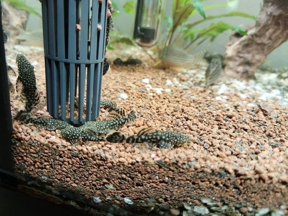 Pești sanitari Ancistrus