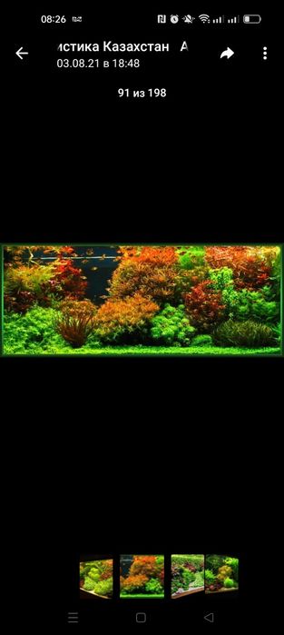 Аквариумные растения