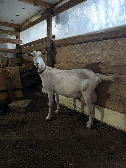 Capre de rasa - Alpina franceza , Zana