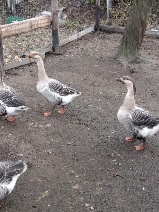 Vând 4 gâște din iunie