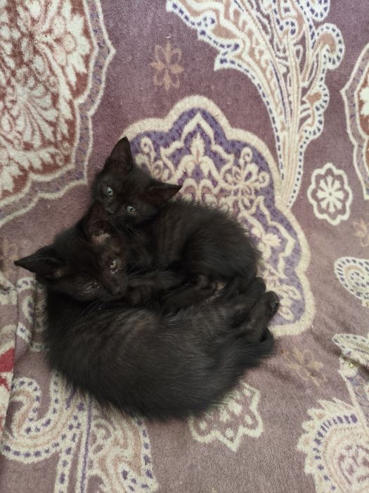 Котята в хорошие руки