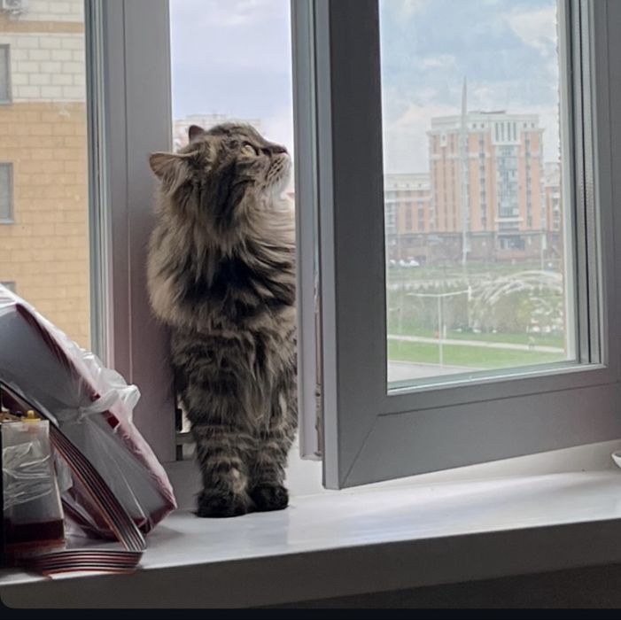 Отдам кошку в добрые руки