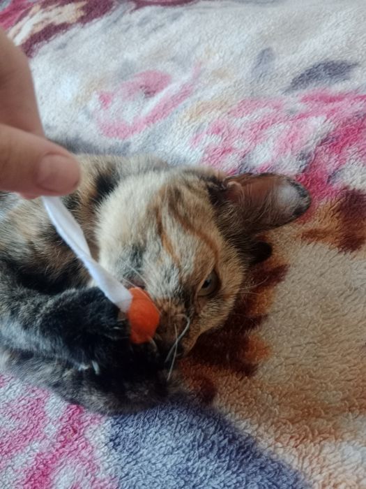 Отдадим кошечку даром