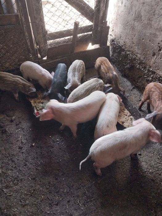 Продам полторамесячных поросят