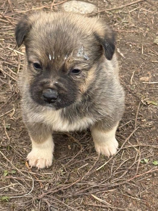 Отдам щенков даром