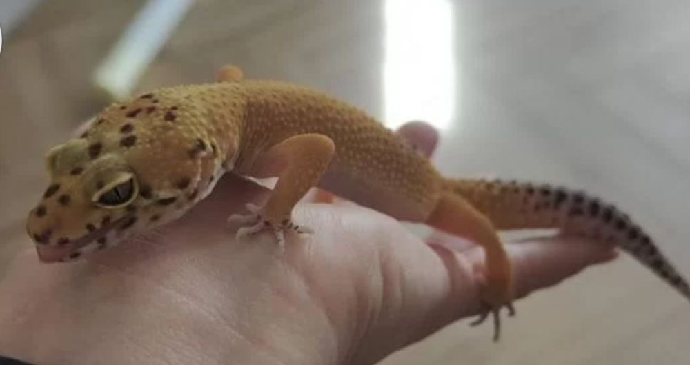 Продаётся эублефар