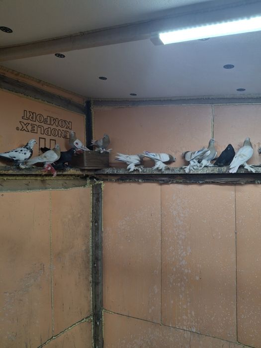 Продам голубей игра гребля тяга