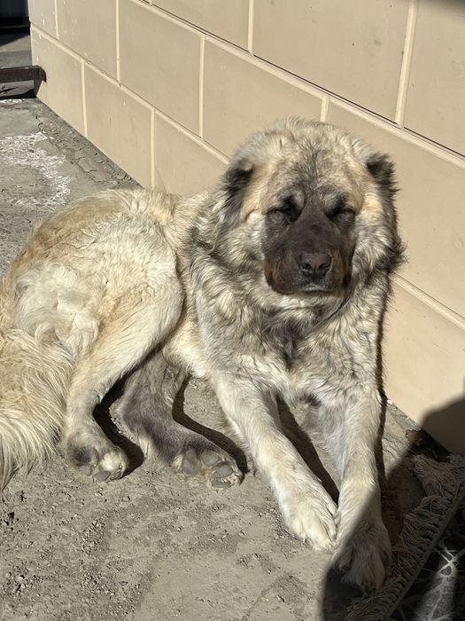 Кавказская овчарка