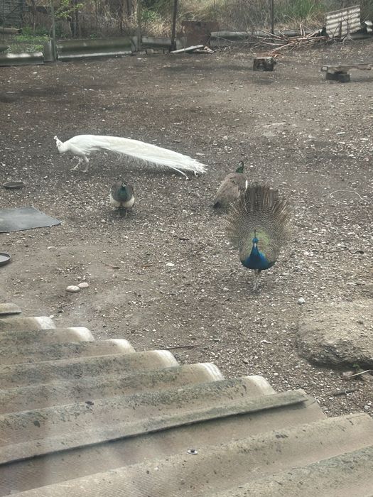 Ақ павлин сатылады