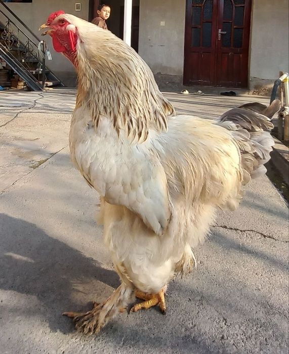 Zotli xòroz yoshga tòlmagan