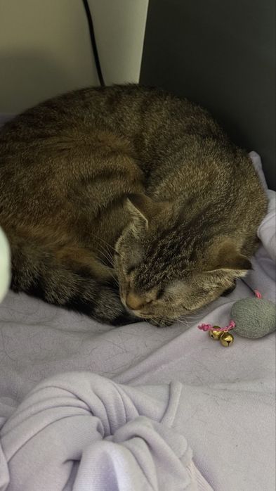 Отдам кошку в добрые руки