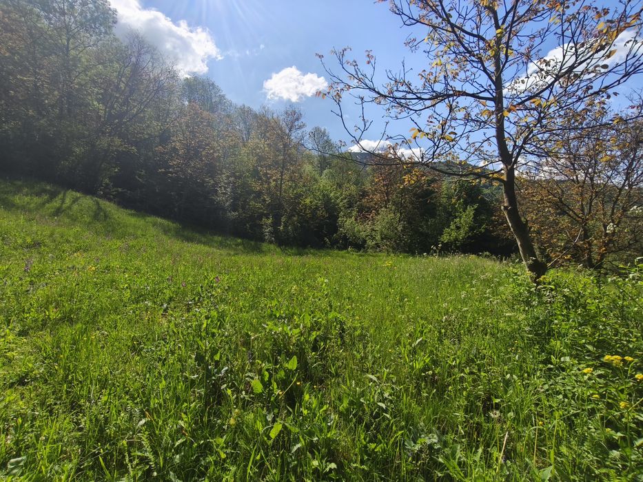 Teren Cabana Ocolis Alba – langa rau de munte, 4000 mp, SUPER OFERTA
