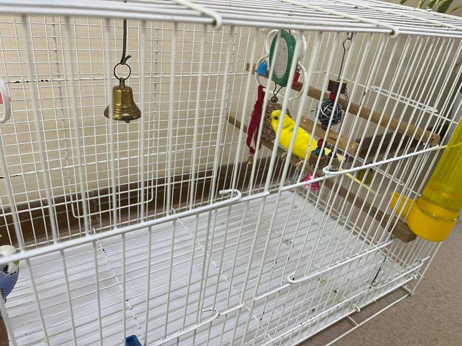 Волнистые попугаи пара, мальчик и девочка с клеткой