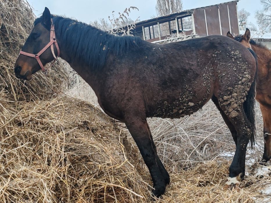 Продам лошадь жеребец
