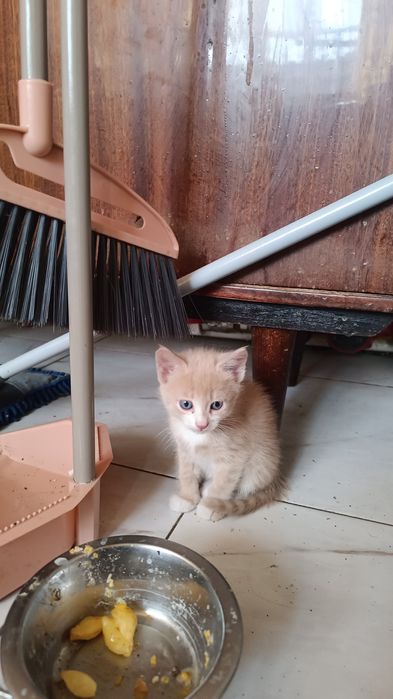 Котята бесплатно