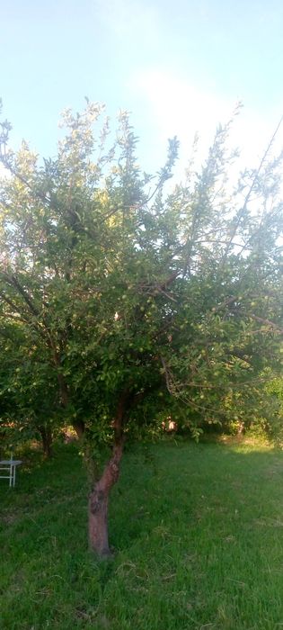 Уй сотилади,Янгибозор