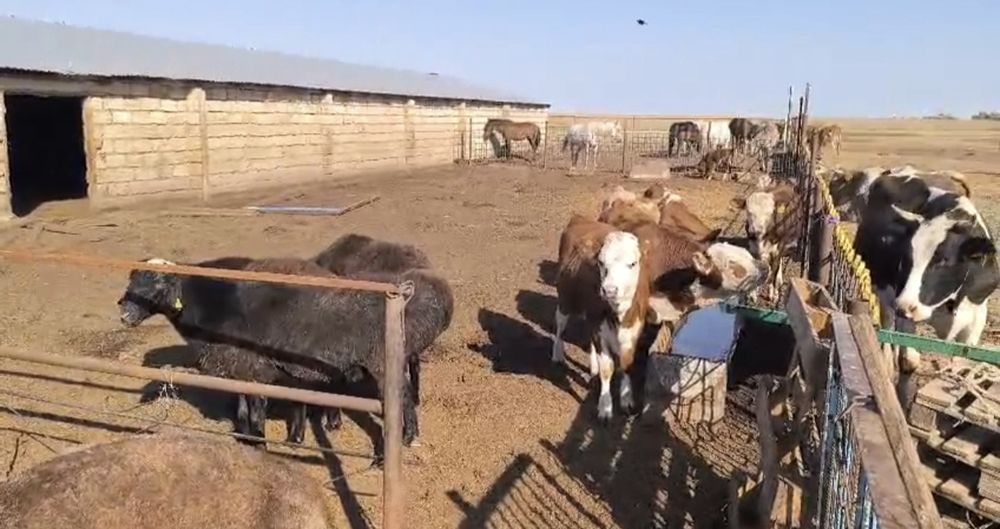 Продам ЛПХ, крестьянское хозяйство