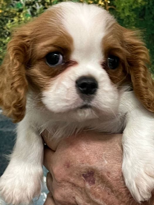 Очаровательные щенки кавалер кинг чарльз спаниель