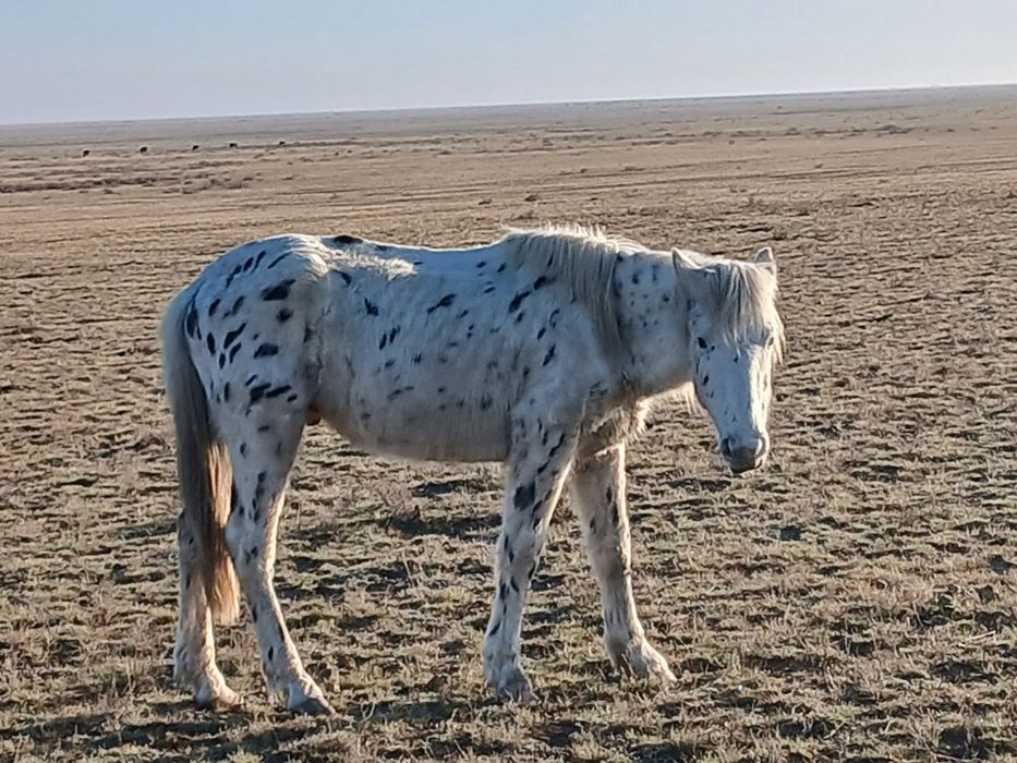Кунан шубар,2 года