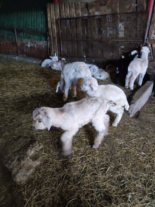 Малки ярета сукалчета