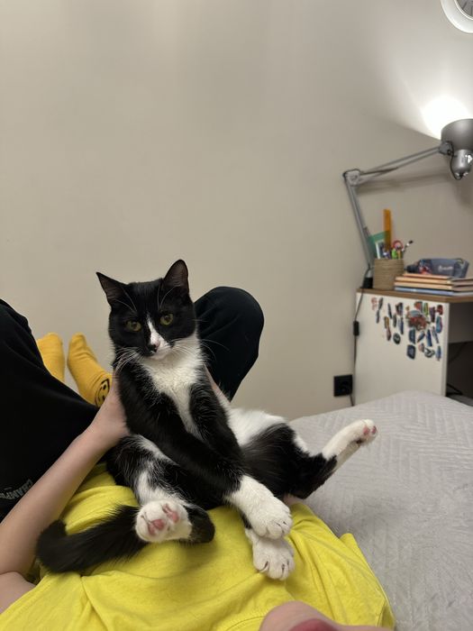 Котёнок девочка в добрые руки