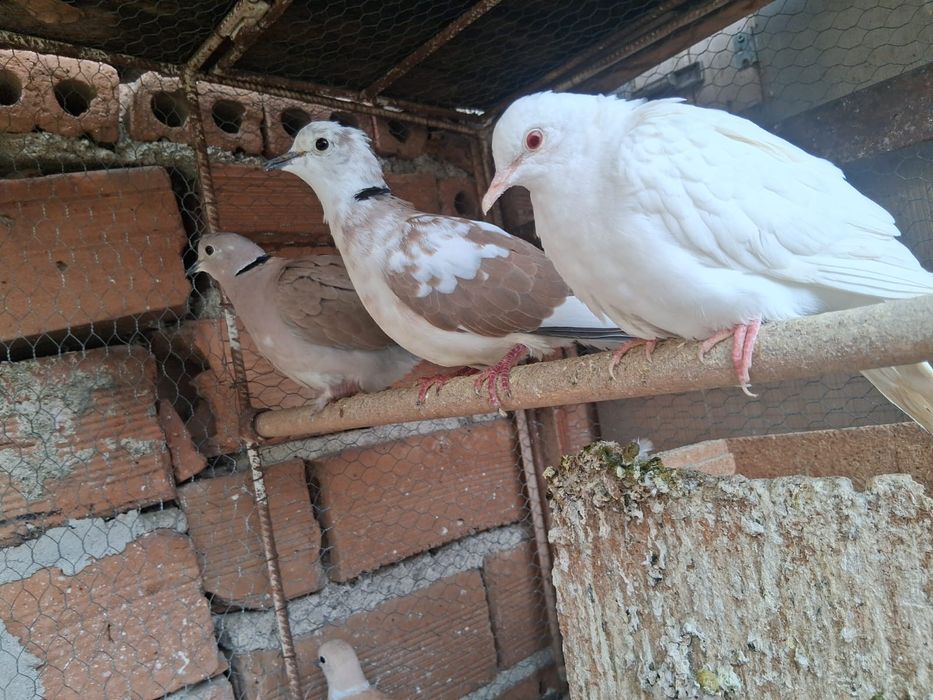 Скумруци / смеещи се гугутки/