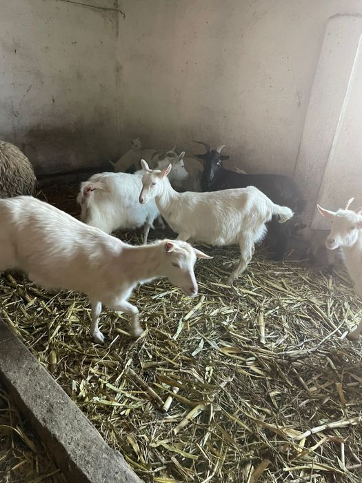 Vand 5 capre, 4 sanen si una carpatina