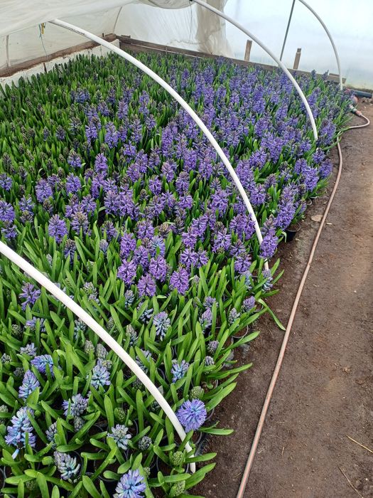 Zambile la ghiveci direct de la producător