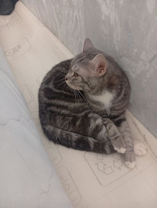 Отдам кошечку скотиш фолд