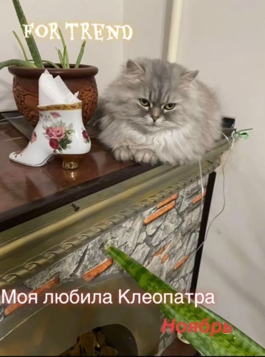отдам  котят в добрые руки,Актобе
