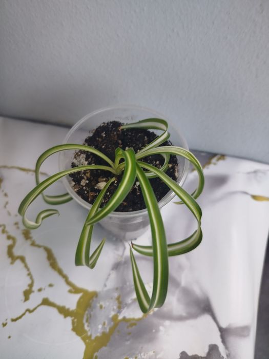 Продам хлорофитум Бонни