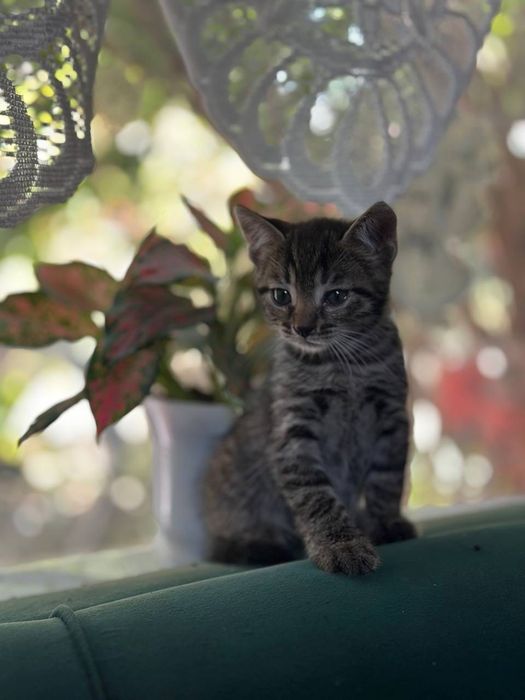 Котята ,отдам в добрые руки.