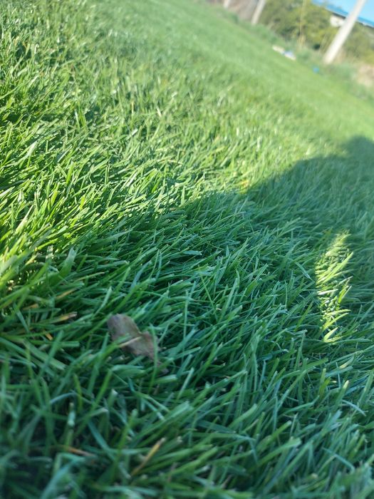 Gazon Rulou  Calugareni