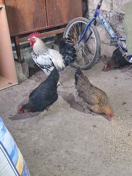 Сельхоз животное