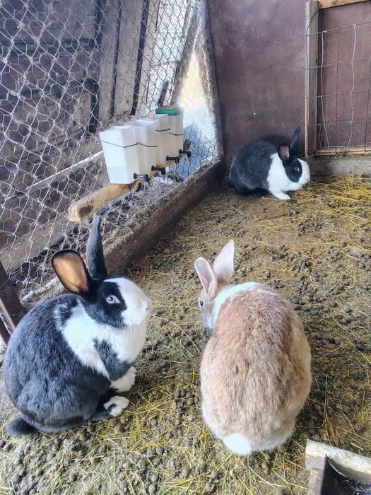 UT , Hycole francez și Rex pitic