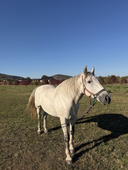 Vând Iapă,are 11 ani,blanda,mai multe detali in privat