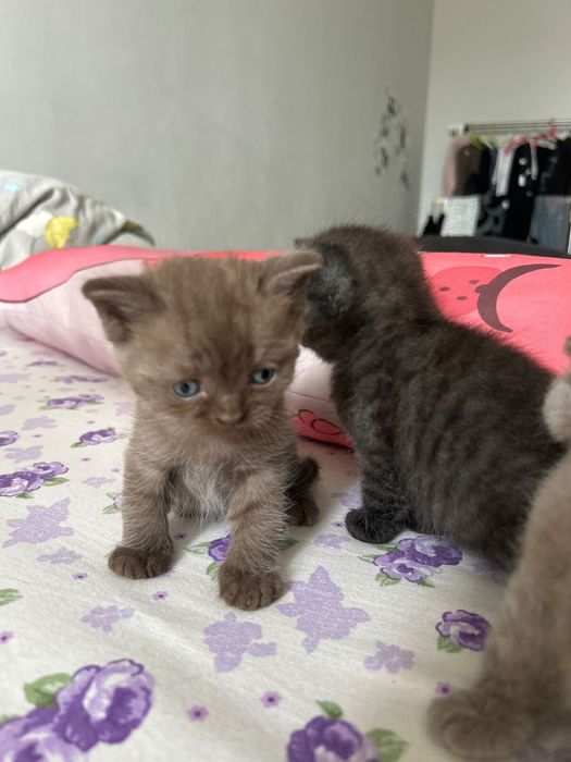 Срочно продам двух котят