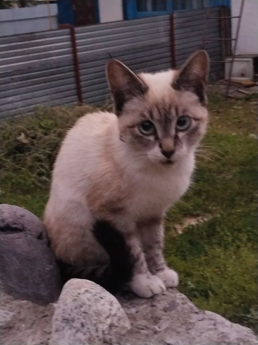 Котик к хорошим рукам
