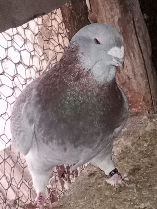 Porumbei standard românesc și voltați. 2021-2025.