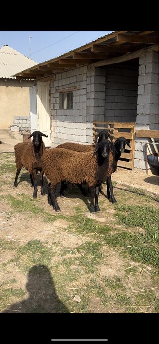 Кой сатамыз! Сойып беремыз, доставка бар! Самал 1