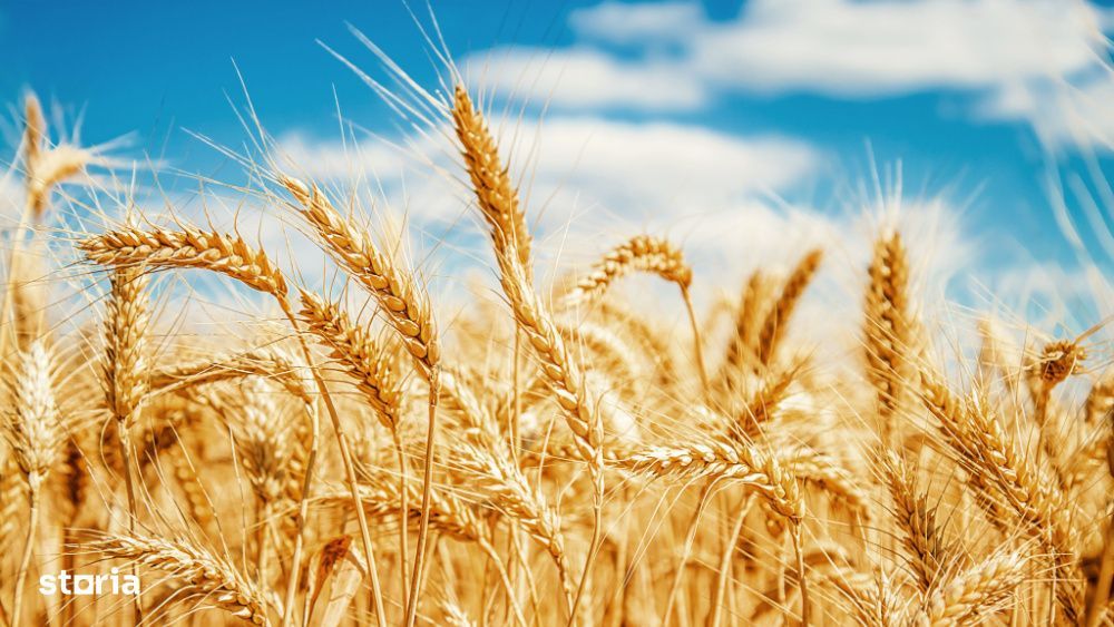Portofoliu Agricol Premium 3.000 Ha Sudul Romaniei Oportunitate Invest