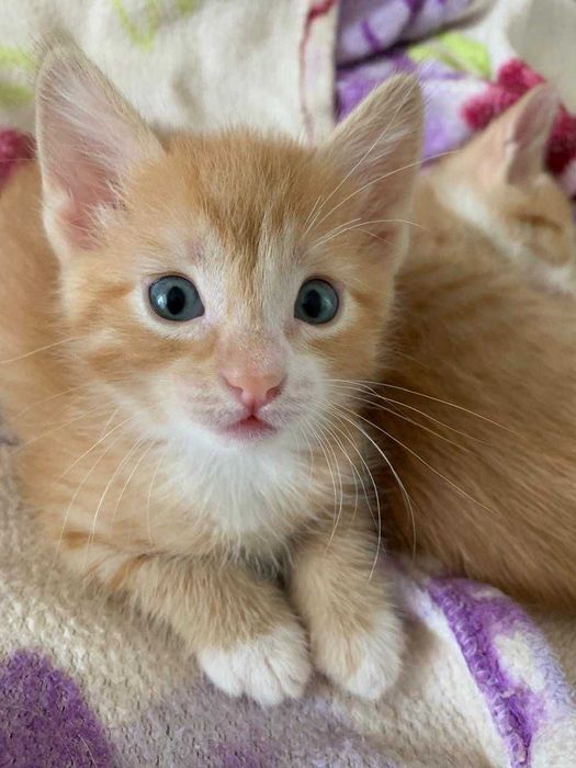 Британские котята