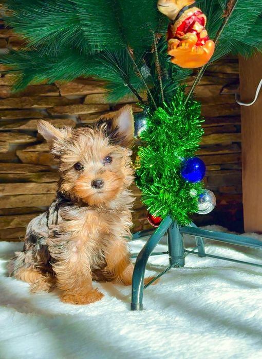 Йоркширски териер