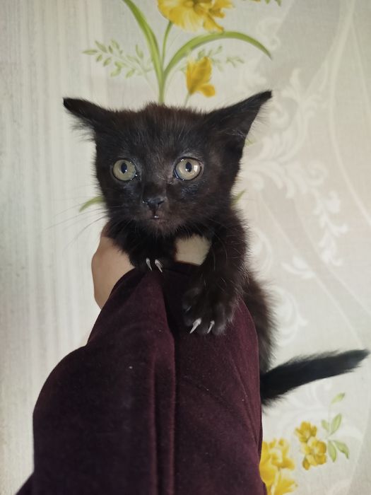 Отдам котят даром