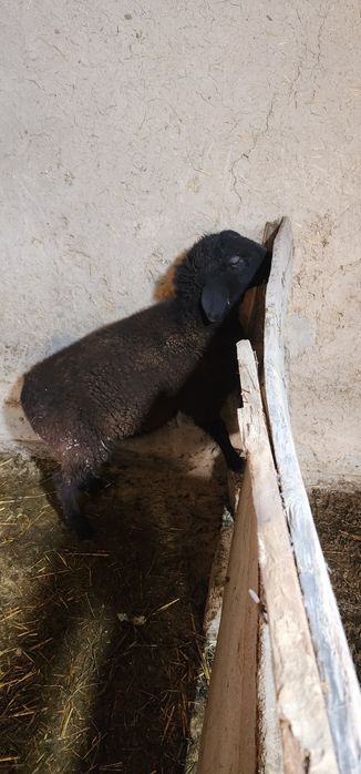 Qozi qochqor sotiladi qurbonlikka boqsa yaxwi boladi