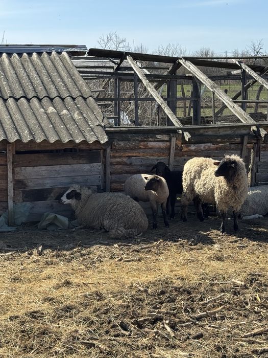 Vand oi tigai tinere