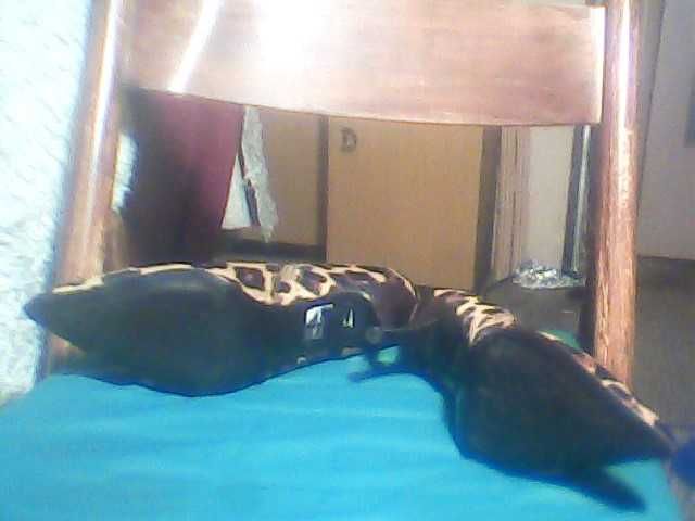 Продава дамски обувки/половинки/ със средно висок ток