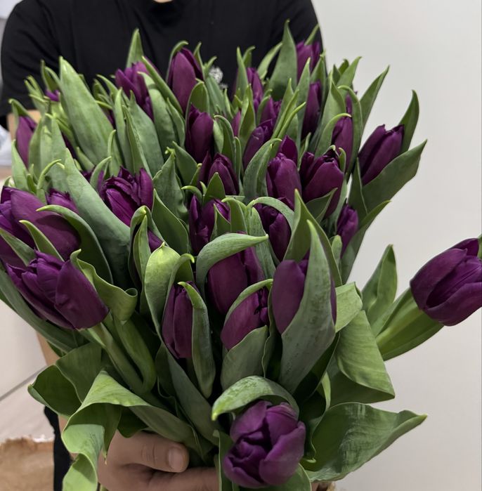 Тюльпаны оптом от 500